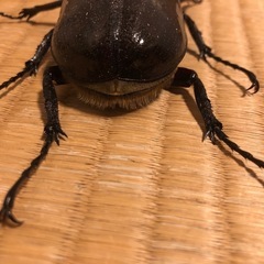 商談中です。ヘラクレスオオカブト(ヘラクレス・ヘラクレス)の画像