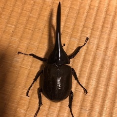 商談中です。ヘラクレスオオカブト(ヘラクレス・ヘラクレス)の画像