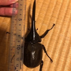 商談中です。ヘラクレスオオカブト(ヘラクレス・ヘラクレス)の画像