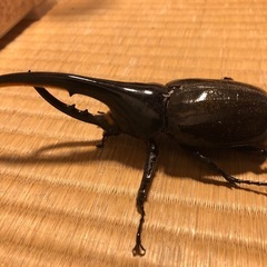 商談中です。ヘラクレスオオカブト(ヘラクレス・ヘラクレス)の画像