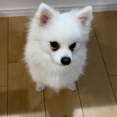 2歳 ポメラニアン×日本スピッツ　雄♂