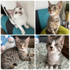 子猫4兄弟♡生後2ヶ月半