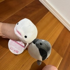 アニマルズ　白イルカ　シャチ　イソギンチャク　クラゲの画像
