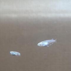 メダカ(袋井お引渡し)の画像