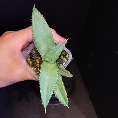 アガベチタノタオテロイの画像