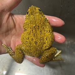 ババトラフガエル　色彩変異個体の画像