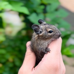 7.8月毎日見学可能　デグーマウス　3.000円〜