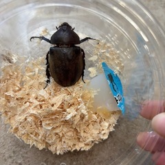 カブトムシ　1ペアの画像