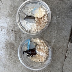 カブトムシ　1ペアの画像