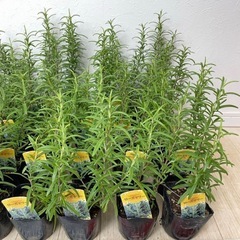 【植物】ローズマリー苗 5株セットの画像