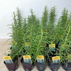 【植物】ローズマリー苗 5株セットの画像