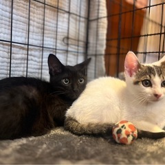 生後2ヶ月子猫！仲良し白黒コンビ✨