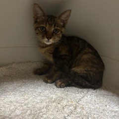 🌸🐈甘えん坊キジちゃん🐈🌸
