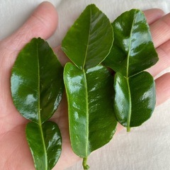 コブミカンの葉30gの画像