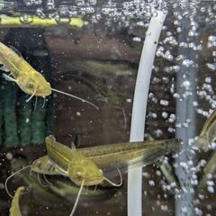 ナマズ幼魚（6〜8㌢）の画像