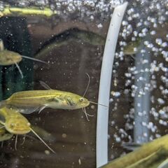 ナマズ幼魚（6〜8㌢）の画像