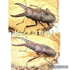 ノコギリクワガタ　訳あり三匹セットの画像