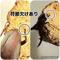 ノコギリクワガタ　訳あり三匹セットの画像