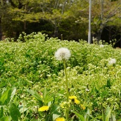 キャンプセラピーの画像