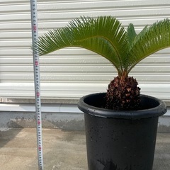 ソテツ　鉢植え　①の画像