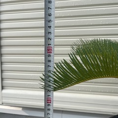 ソテツ　鉢植え　①の画像
