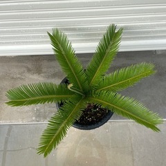 ソテツ　鉢植え　②の画像