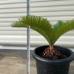 ソテツ　鉢植え　②の画像