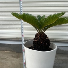 ソテツ　鉢植え　③の画像