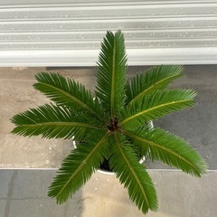 ソテツ　鉢植え　③の画像