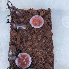 カブトムシ　価格相談の画像