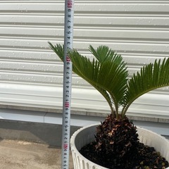 ソテツ　　鉢植え　④の画像