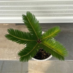 ソテツ　　鉢植え　④の画像
