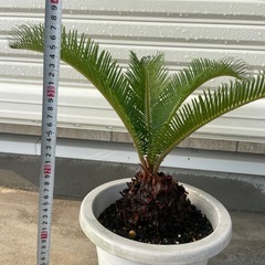 ソテツ　鉢植え　⑤の画像
