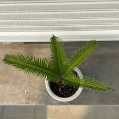 ソテツ　鉢植え　⑤の画像