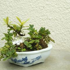 盆景石付き小花サンダンカの画像