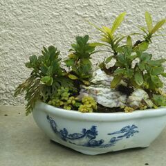 盆景石付き小花サンダンカの画像