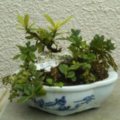 盆景石付き小花サンダンカの画像