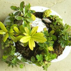 盆景石付き小花サンダンカの画像