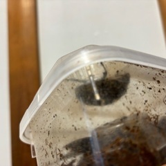 カブトムシ　オス・メス 自由研究　虫観察用に！の画像