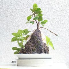 パンダガジュマル石付きの画像