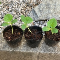 【受付終了しました】プランターで夏植え！青肉メロンの画像