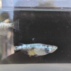 メダカ　【レッグウザ】　幼魚   10匹     2500円の画像