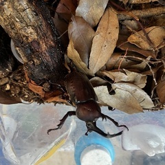 カブトムシ雄雌セットの画像