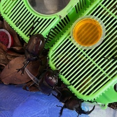 カブトムシ雄雌セットの画像