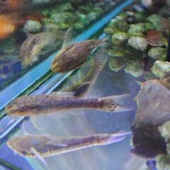 オトシンネグロ 卵/ 稚魚。シーズンに付き限定。　アクアリウム水槽Aquariumナマズ。東京都府中市八幡町2。#メダカタンクメイトエビの画像