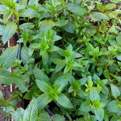 無農薬🌿モヒートミント🌿抜き苗🌿の画像