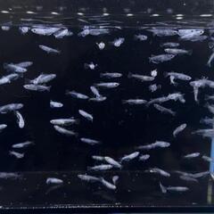 オセロ メダカ  1ペアの画像