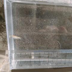【ヒメダカ】稚魚　20匹　350円　の画像