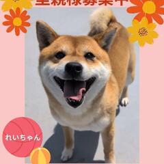 🍀ザ和犬の理解者様求む🥹‼️🐕柴犬❤️笑顔が可愛い🥰れいちゃん🎂6歳🐾