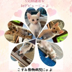 🩷子猫大集合にゃよ🩷